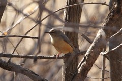 Sylvietta rufescens flecki