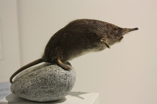 Pyrenean Desman