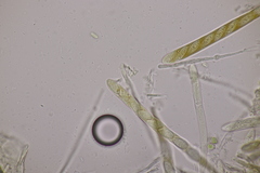 Lachnellula occidentalis