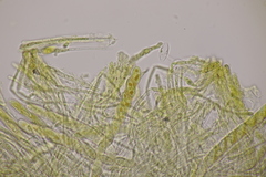 Lachnellula occidentalis