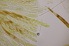 Lachnellula occidentalis