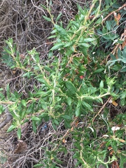 Eriogonum parvifolium