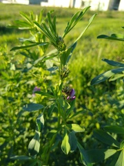 Medicago sativa