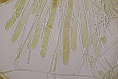 Lachnellula occidentalis