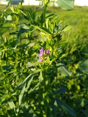 Medicago sativa