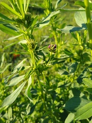 Medicago sativa