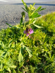 Medicago sativa