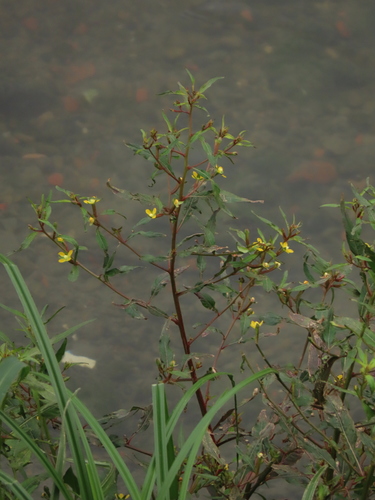 Ludwigia erecta