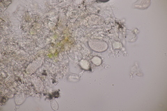Aleurodiscus aurantius