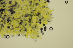 Aleurodiscus aurantius