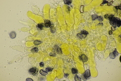 Aleurodiscus aurantius
