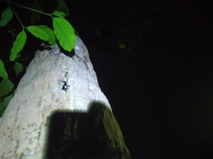 Gekko gecko