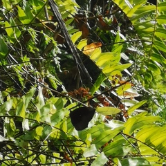 Melanitini