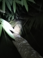Gekko gecko