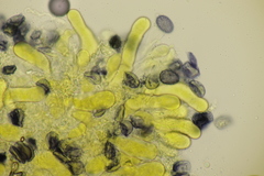 Aleurodiscus aurantius