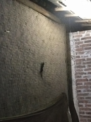 Gekko gecko
