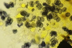 Aleurodiscus aurantius
