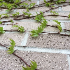 Parthenocissus tricuspidata