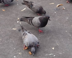 Columba livia domestica