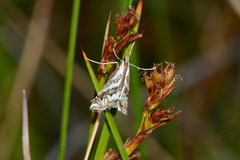 Anydraula glycerialis