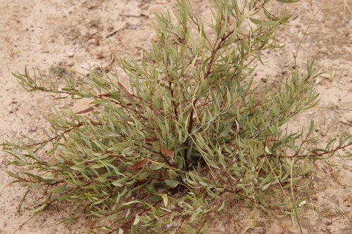Namaqua Gwarrie (Euclea lancea)