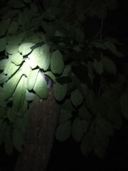 Gekko gecko