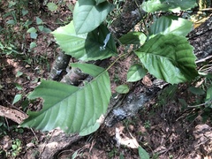 Fagaceae