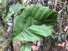 Fagaceae