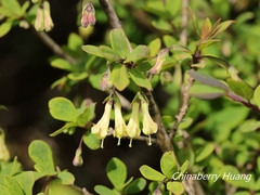 Lonicera kawakamii