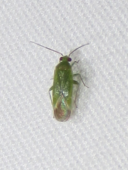 Dichaetocoris
