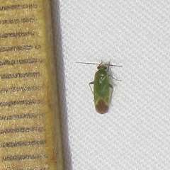 Dichaetocoris