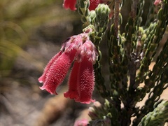 Erica strigilifolia