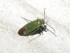 Dichaetocoris