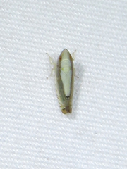 Scaphytopius elegans