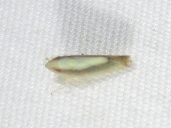 Scaphytopius elegans