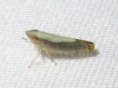 Scaphytopius elegans
