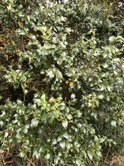 Lindera akoensis