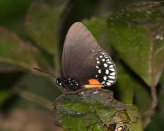 Eumaeus toxana
