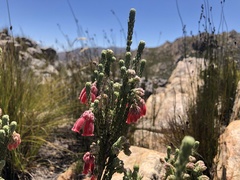 Erica strigilifolia