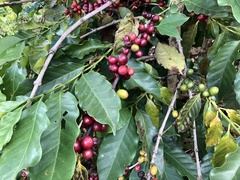 Coffea