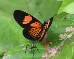 Castilia perilla
