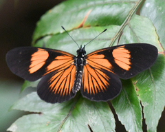 Castilia perilla