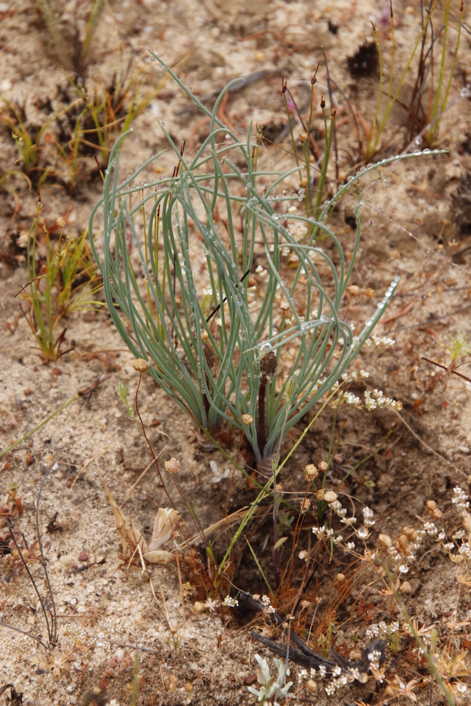 Drimia multifolia, Rock Pigeon Trail, day 4,  Dolfontein to Granaatdraai, Oorlogskloof Nature Reserve