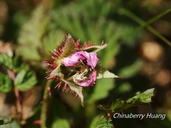 Rubus pungens oldhamii