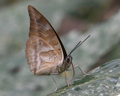 Archaeoprepona demophon