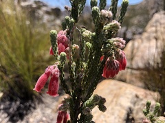 Erica strigilifolia
