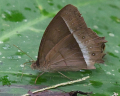 Taygetis sylvia