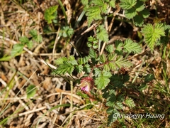 Rubus pungens oldhamii