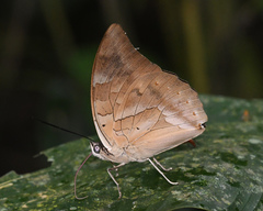 Archaeoprepona demophon