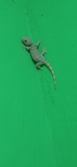 Gekko gecko
